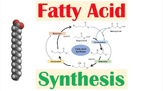 Fatty Acid Synthesis Pathway Overview Enzymes and Regulation [upl. by Oinotnaocram655]