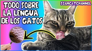 Todo Sobre La Lengua De Los Gatos Curiosidades Funciones y Desventajas SiamCatChannel [upl. by Sesmar]