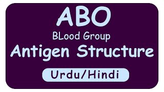 ABO Blood Group I ABO Antigens  ABO antigen Biochemistry Hindi Urdu [upl. by Phillada]