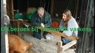 Op bezoek bij Tamworth varkens [upl. by Enilrahc641]