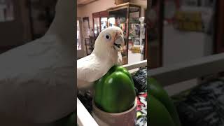 Goffin’s Cockatoo getting way too intimate with a bell pepper [upl. by Arleyne]