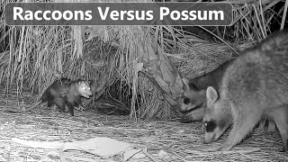 Possum Attacks Young Raccoon  Lesson Learned [upl. by Willamina800]