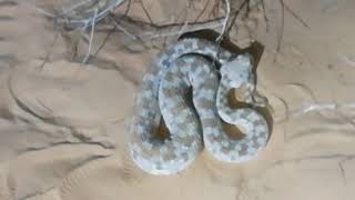 Incontro notturno vipera cornuta del deserto Cerastes cerastes  Entomoviaggio Tunisia  32 [upl. by Abramo626]