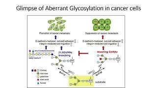 Glimpse of Aberrant Glycosylation in cancer cells Part1 Code 568 [upl. by Asilak]