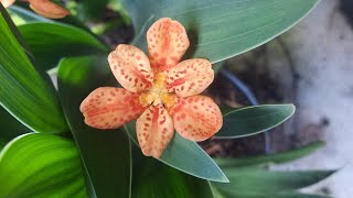 Blackberry Lily Iris domestica  Belamcanda chinensis [upl. by Alake]