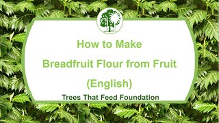 How to make Breadfruit Flour [upl. by Sarazen]