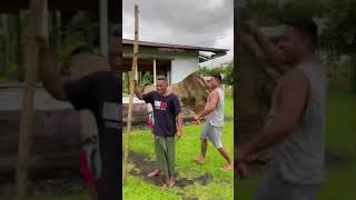 kamaiki afaluko samoanfunnyclips [upl. by Ruella440]