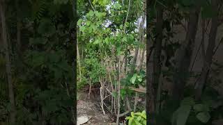 jual lahan pekarangan di Pampang Paliyan 1200m2 Harga 180 juta nego [upl. by Fredrick]