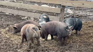 Feeding the pigs hickory nuts [upl. by Saunderson]