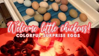 We hatched surprise chicken eggsthese are their first 6 weeks 🐓 [upl. by Reeta]