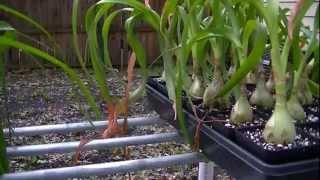 Ornithogalum longibracteatum Pregnant Onion [upl. by Nealah]