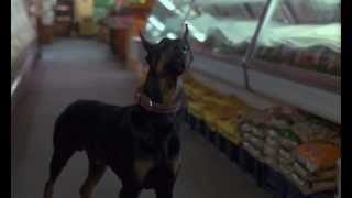 Dobermans in movie  25  Доберманы в кино [upl. by Ydassac]