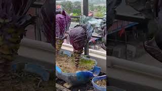 How to Grow Nutritious Fast Harvesting Purple Cabbage For Housewives [upl. by Reivilo]