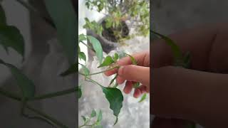 ese mirch ke paudhe ke liye techniqueshortsvideo gardening gardeningplants vegetables [upl. by Brendin]