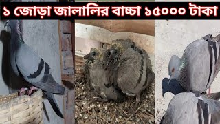 জালালি কবুতরের দাম  Jalali kobutarar dam  RockDove pigeon price  সর্বোচ্চ দামের জালালি কবুতর [upl. by Proudlove850]