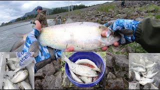 Big Shad fishing early season Bonneville Dam Columbia River [upl. by Thayer593]