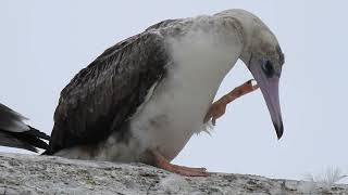 Redfooted Booby 81224 [upl. by Leksehc647]