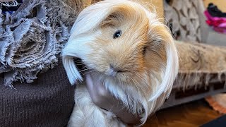 The cutest Fluffy pet is a longhaired guinea pig [upl. by Simah]