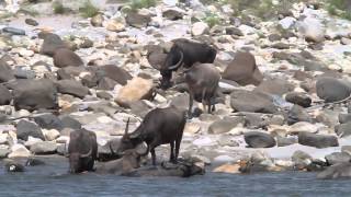 Wild Water Buffaloes Bubalus arnee at Manas National Park Assam India [upl. by Cole]