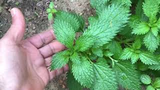 AMAZING BENEFITS OF STINGING NETTLE PLANT [upl. by Vary625]