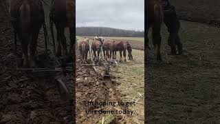 Amish Man Plowing [upl. by Aneele54]