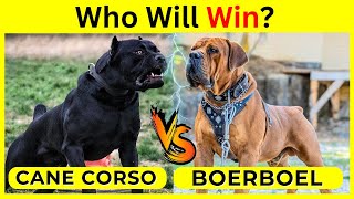 Cane Corso vs Boerboel Which breed should you choose  Which One is Best for you dogfights [upl. by Annayak]