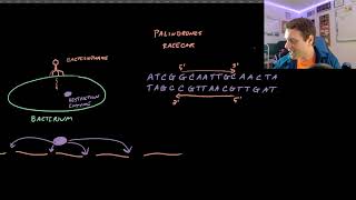 Restriction Enzymes and DNA Fingerprinting [upl. by Ofilia989]