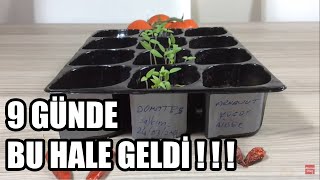 DOMATES ÇİMLENDİRME EN HIZLI METOD ve SONRASI EKİM Serpiştirme tomato [upl. by Nylkaj]