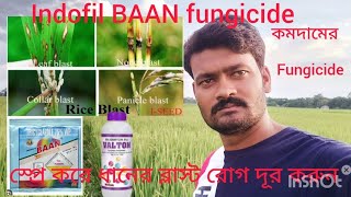 indofil BAAN fungicide কম দামের fungicide স্প্রে করে ধানের ব্লাস্ট রোগ দূর করুনtricyclazole 75wp [upl. by Osswald]