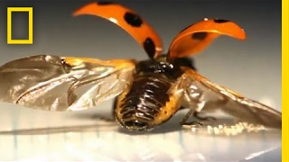 FirstEver Look at the Intricate Way Ladybugs Fold Their Wings  National Geographic [upl. by Emmi]