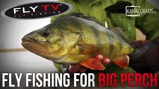 FLY TV  Fly Fishing for Big Perch [upl. by Nomzed]