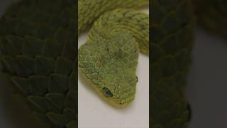 Green or Red BUSH VIPERS snakes animals venomoussnake [upl. by Heng455]