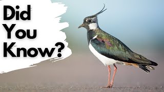 Things you need to know about LAPWINGS [upl. by Stoecker453]