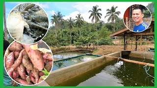 HARVEST TIMESWEET POTATO MAY SAWA NA NAMAMAHAY SA GILID NG POND [upl. by Bunder636]