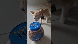 Cute little kitten searching for drools cat biscuit Cat eating chicken biscuit treats catbiscuits [upl. by Vinay821]