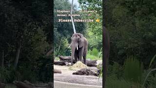 Elephant 🐘 at Disney Animal Kingdom 🐘🇺🇸elephant animals [upl. by Torbert206]