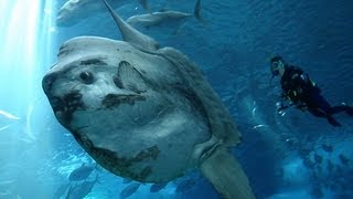 THE OCEAN SUNFISH LARGEST BONY FISH [upl. by Irrac159]