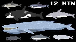 Cetacean Collection  Whales Dolphins amp Porpoises  Learn Animals  The Kids Picture Show [upl. by Htebzile]