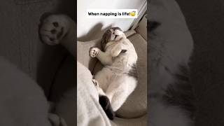 The Cutest Cat Snoring Compilation 😴✨ [upl. by Leontyne]