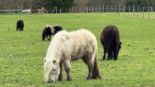 Versailles 🇫🇷 versailles france farm marieantoinette animals Hameau de la Reine hameaureine [upl. by Avivah]