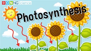 Photosynthesis [upl. by Latrina812]