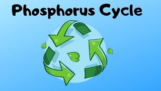 Phosphorus Cycle Steps [upl. by Mancino322]