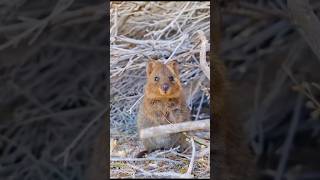 Quokka Meet the Happiest Animal on Earth quokka quokkas animals shortvideo shorts trending [upl. by Tristam]