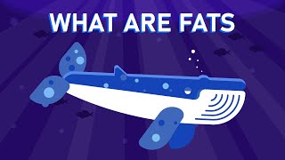 What are Fats [upl. by Nossaj]