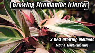 How to Grow Stromanthe triostar  Troubleshooting amp FAQs [upl. by Bissell]