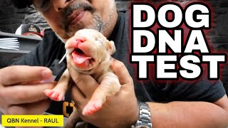 Dog DNA Test Step By Step [upl. by Brenan568]