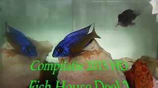 HD Deel 2 De Malawi Cichliden Specialist COMPILATIE 2015 DMCS Fish House Cichlids [upl. by Ronalda]