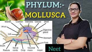 Phylum  Mollusca part 2 [upl. by Acinej]