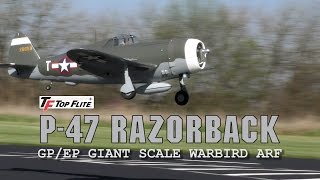 Top Flite P47 Razorback Giant Scale mit Saito FG60R3 [upl. by Durtschi]