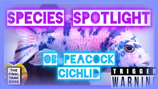 The OB Peacock Cichlid Species Spotlight [upl. by Iretak]